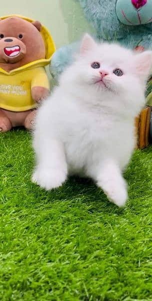 Pure Persian High qualitybreed kittens(Cash on Delivery) 4