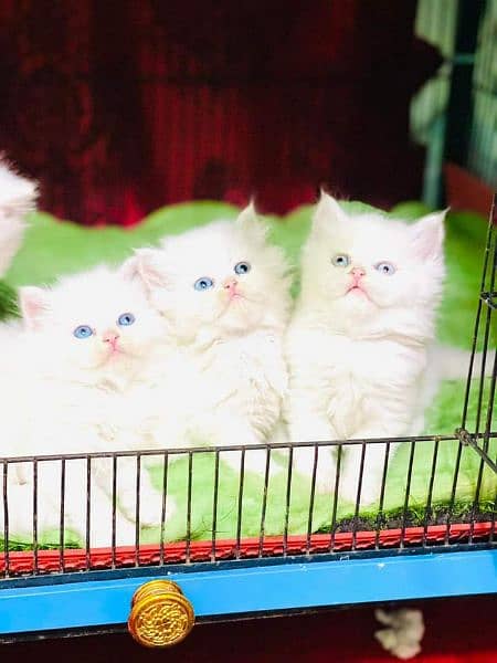 Pure Persian High qualitybreed kittens(Cash on Delivery) 9