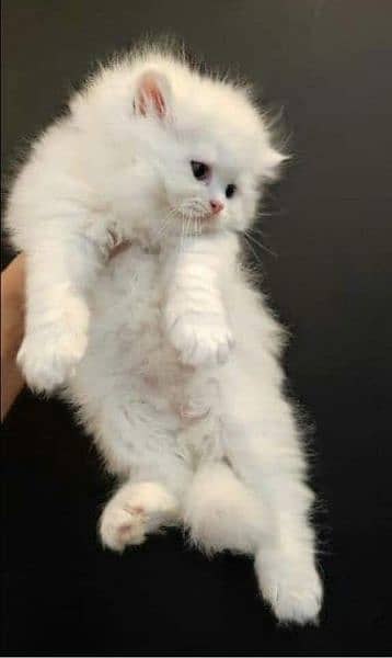 Pure Persian High qualitybreed kittens(Cash on Delivery) 10