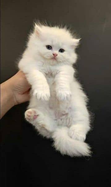 Pure Persian High qualitybreed kittens(Cash on Delivery) 11