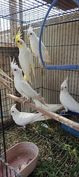 eno cockatiel 0