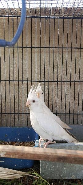 eno cockatiel 7