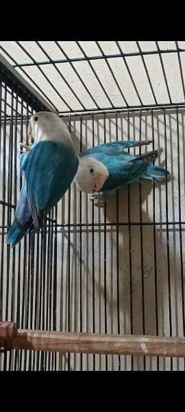 Albino 100% Split Red Eyes Adult & Parblue Pale Fallow Pair Lovebirds 5