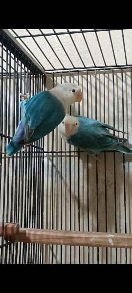 Albino 100% Split Red Eyes Adult & Parblue Pale Fallow Pair Lovebirds 6