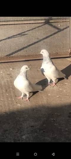 breader pair pigeons