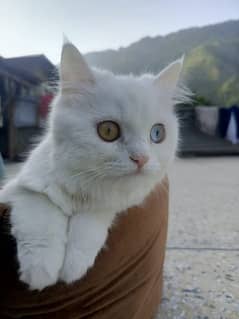 Persian Female Kitten/Cat Odd eyes with Accessories