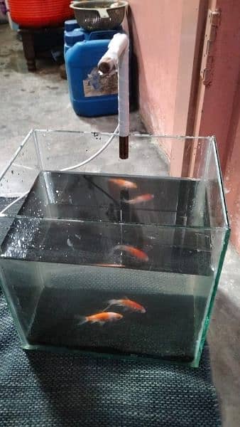 fish & equarium 2