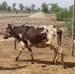 cross cow gay freezian cholistani breed healthy active