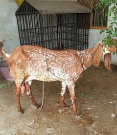 Makhi chenni goat for sale