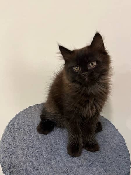 Persian Black Male kitten for sale 6