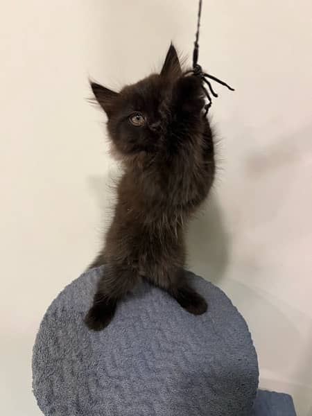 Persian Black Male kitten for sale 7