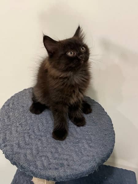 Persian Black Male kitten for sale 8