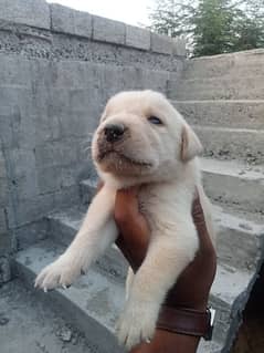 Labrador female puppies