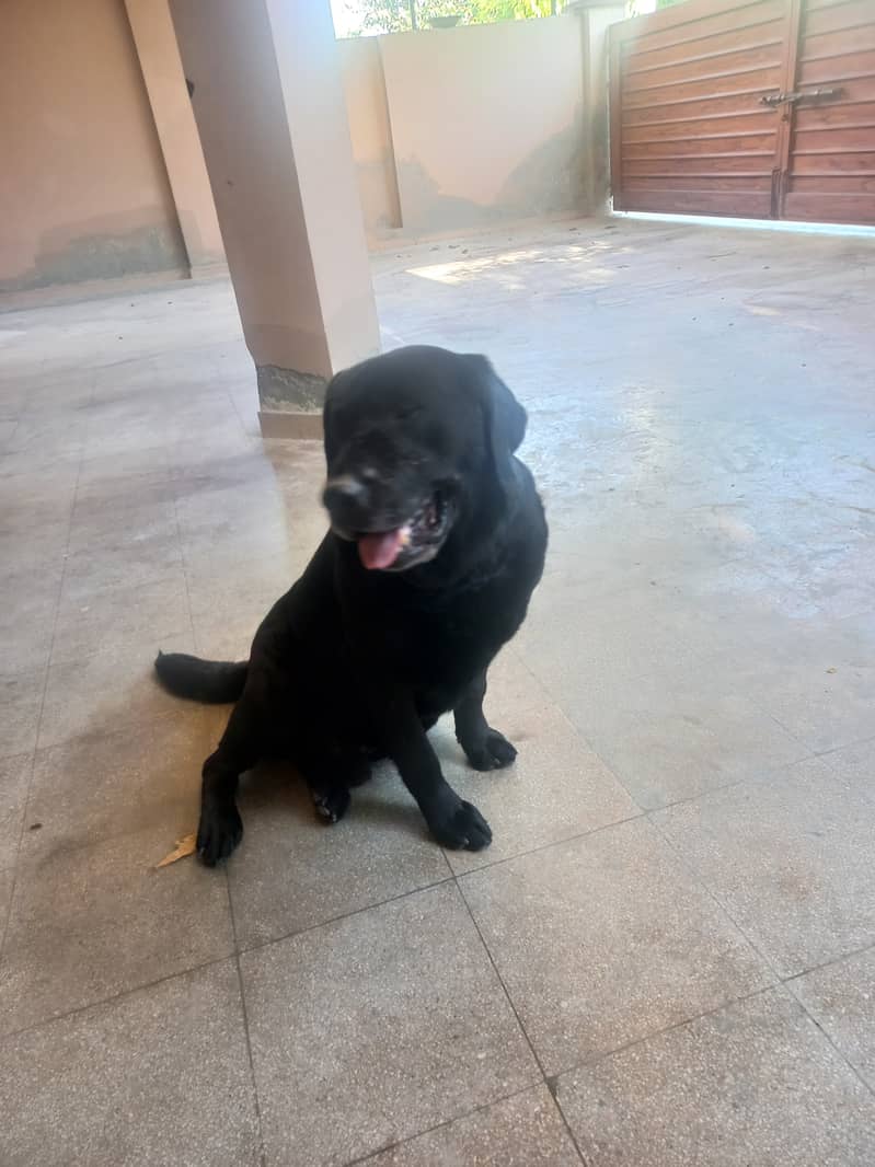 Labrador friendly and healthy 1