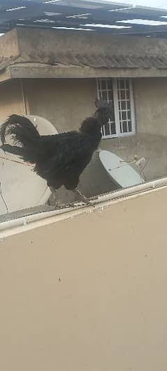 ayam cemani / Hens / Murgy / Grey Tounge