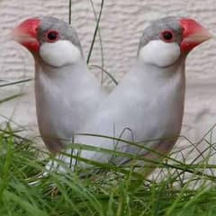 Java birds breeder pairs