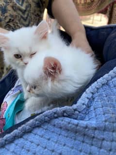 Pure breed Persian kittens (pair) for sale