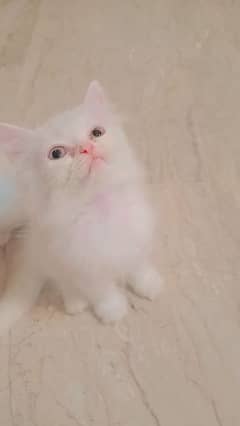 Persian kittens: white color Brown Color Double coat. Triple coat