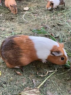 Guinea pigs