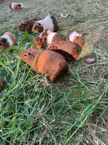 Guinea pigs — photo 2