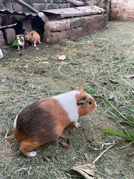 Guinea pigs — photo 3
