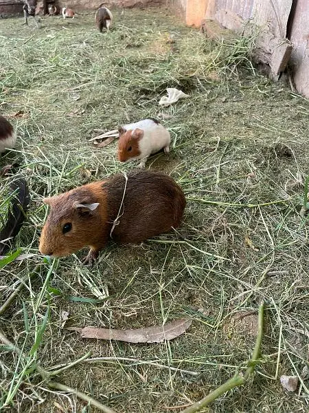 Guinea pigs — photo 4