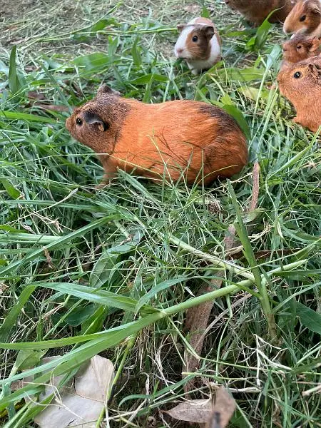 Guinea pigs — photo 5