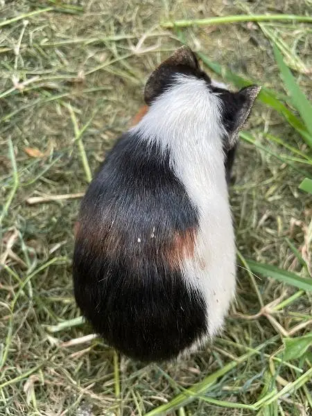 Guinea pigs — photo 6