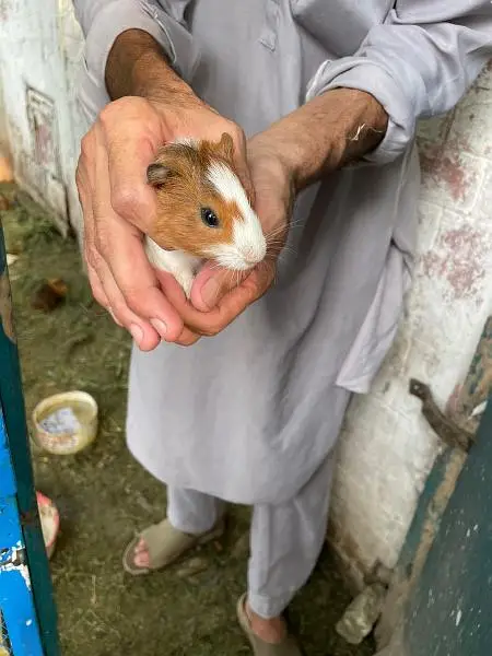 Guinea pigs — photo 7