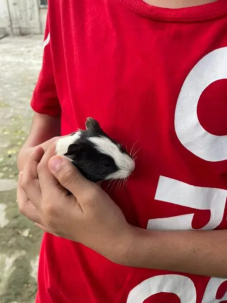 Guinea pigs — photo 8