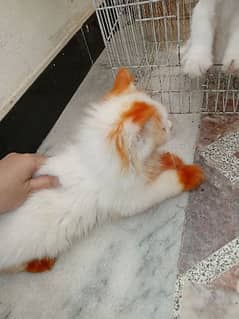 persian cat