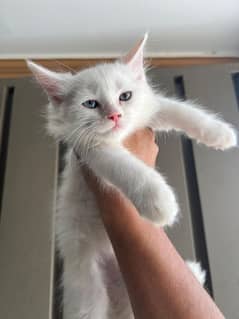 Persian Kitten Female