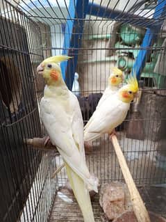 cockatiel 100% breader pair with 01 chick