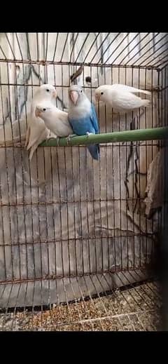 love bird