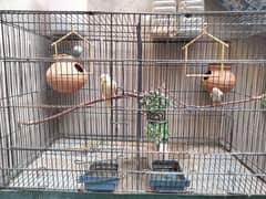 Australia parrot 1 pair and 1 female finch & cage setup for sale