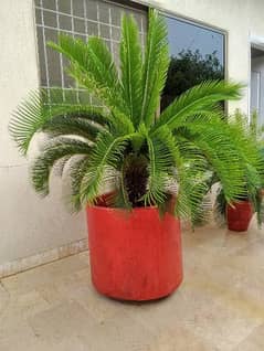 kangi palm