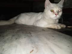 ood eyes cat male for sale young cat