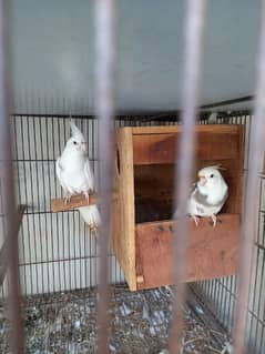 Cocktail "V" Pied breeder pair