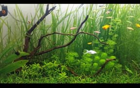 Aquatic Plants, shrimps, snails, Moon tail molly