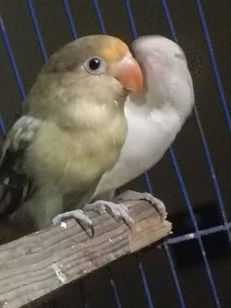 mauve parblue (male) albino (female) 5