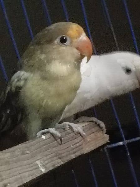 mauve parblue (male) albino (female) 6