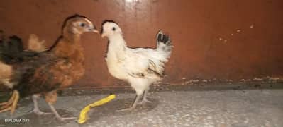 golden misri chick available han