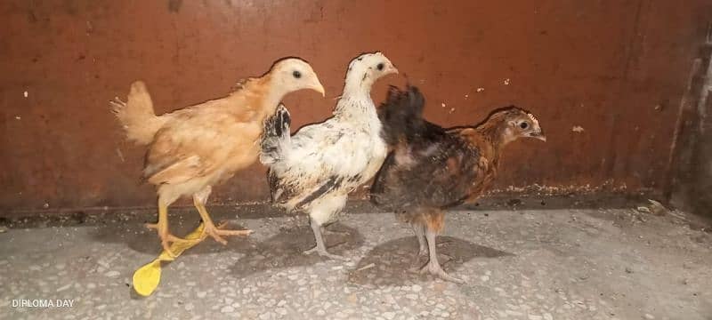 golden misri chick available han 1