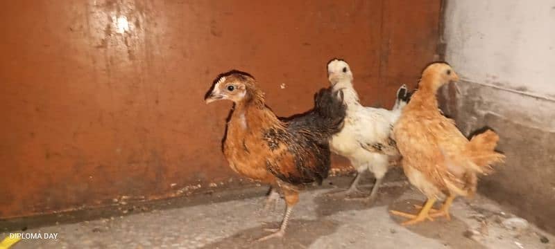 golden misri chick available han 2