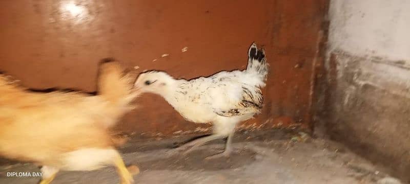 golden misri chick available han 3