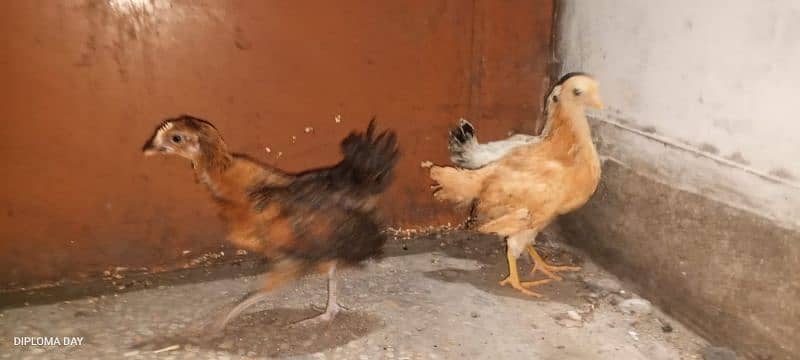 golden misri chick available han 4