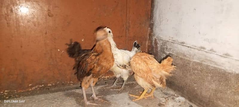 golden misri chick available han 5