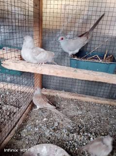 red dove breeder pair