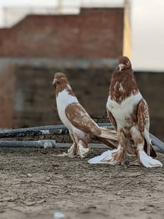 very beautiful breeder pair