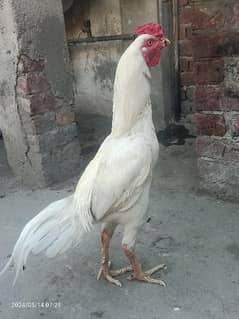 white aseel hen 03234924624